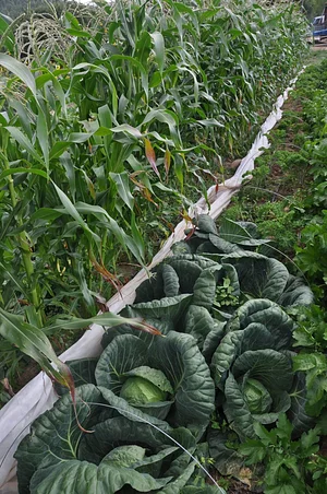 Agroecology at UWC 8