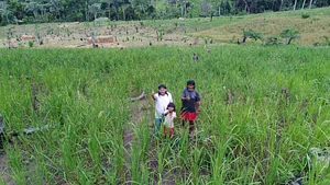 Produção de arroz livre de veneno
