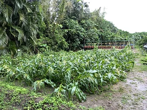 Green Sustainability in Ba Sian 3