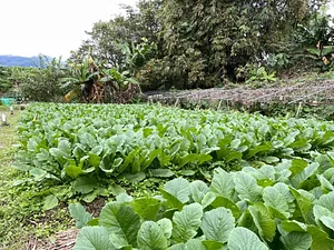 Green Sustainability in Ba Sian 13