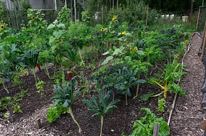 Finch Permaculture Experiment 2