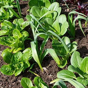 Finch Permaculture Experiment 3