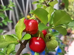 More Acerolas (Malpighia emarginata)