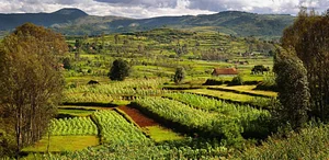 Wageningen Agroecological Experiments 6
