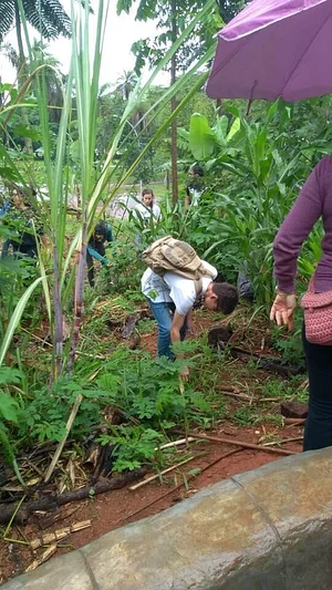 Agrofloresta do CAAMB 2
