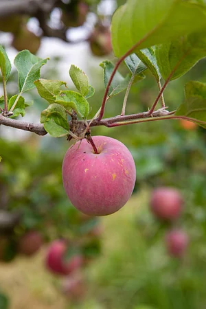 UC Santa Cruz Center for Agroecology Farm