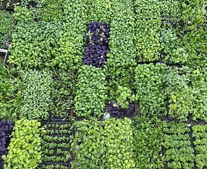 UC Santa Cruz Center for Agroecology Farm