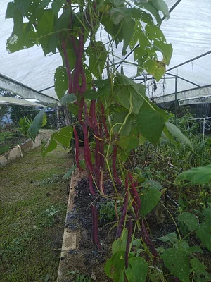 La Gran Vista Agroecological Farm Costa Rica
