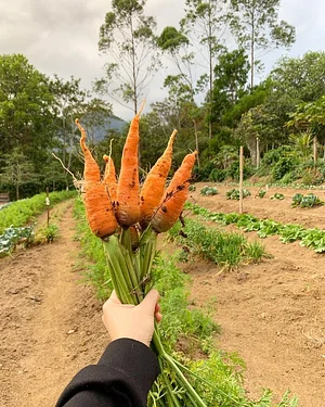 Binahon Agroforestry Farm