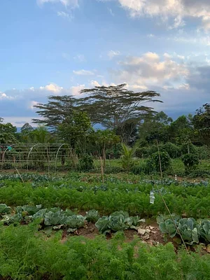 Binahon Agroforestry Farm