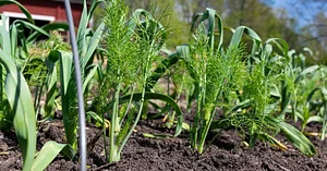 Finch Permaculture Experiment 4