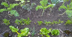 Finch Permaculture Experiment 9