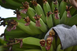 Growing Roots Permaculture Experiences