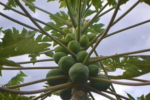 Growing Roots Permaculture Experiences 3