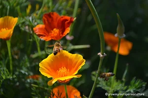 Growing Roots Permaculture Experiences 10