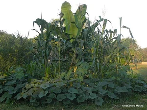 Agrofloresta do CAAMB 1