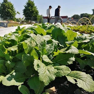 Learning and exploring Agroecology through doing