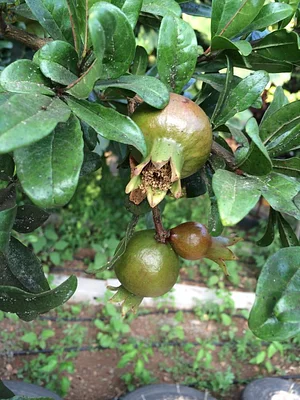 Marda Permaculture Farm