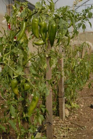 Marda Permaculture Farm