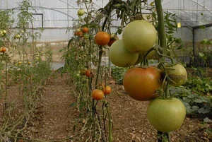 Marda Permaculture Farm