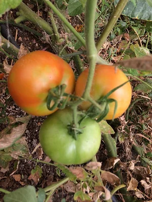 Marda Permaculture Farm
