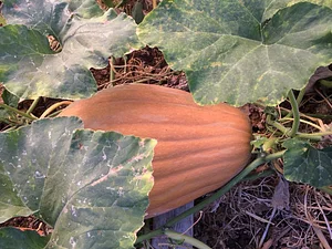 Marda Permaculture Farm