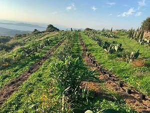 Mazi Farm