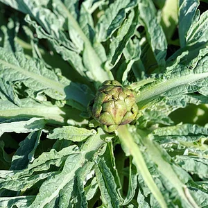 Mazi Regenerative Agroforestry