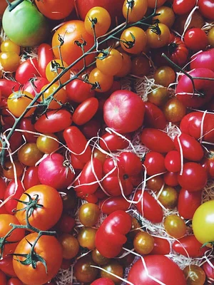 Mazi Regenerative Agroforestry