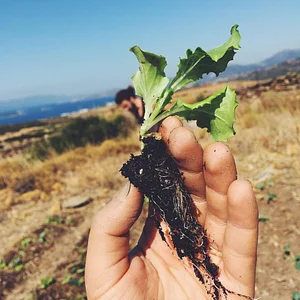 Mazi Regenerative Agroforestry