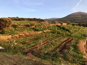 Mazi Regenerative Agroforestry