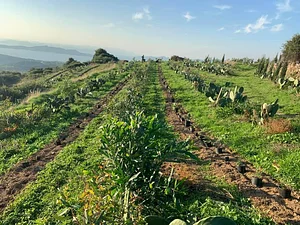 Mazi Regenerative Agroforestry