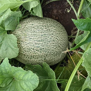 UTRGV Agroecology Program