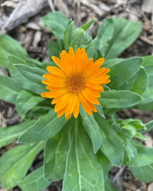 UTRGV Agroecology Program