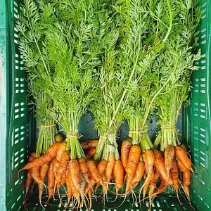 Agroecology Garden in Bennekom