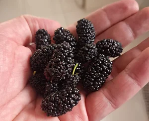 Mulberries from my garden
