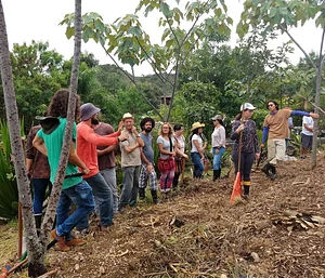 Agrofloresta na Ecovila Conviver 1