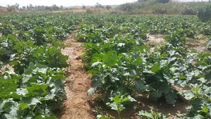 FAED Ferme Biologique