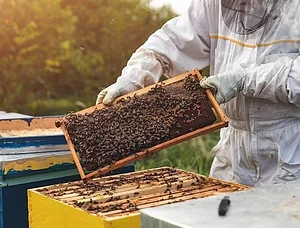 FAED Ferme Biologique