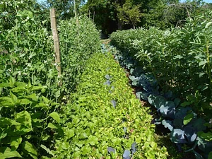 Permaculture du Bec Hellouin
