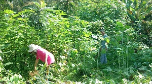 Agrofloresta na Ecovila Conviver 4