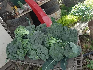 Marda Permaculture Farm