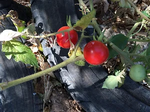 Marda Permaculture Farm