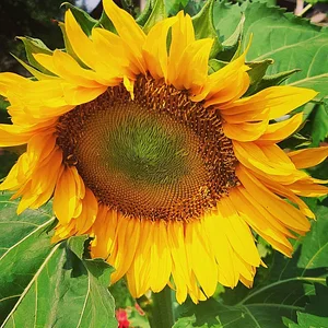Arcadia Permaculture Farm
