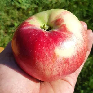 Arcadia Permaculture Farm