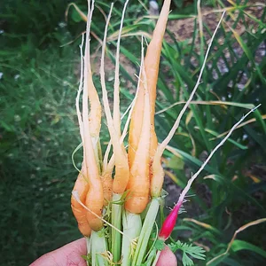 Arcadia Permaculture Farm