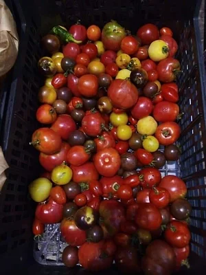 Myrica Faial Permaculture Farm
