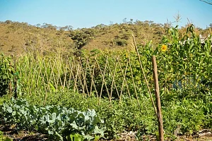 Sistema agroflorestal sucessional 3