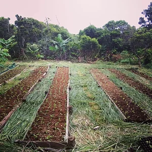 Myrica Faial Permaculture Farm
