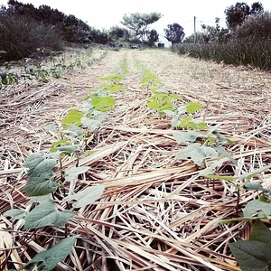 Myrica Faial Permaculture Farm